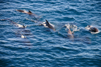 Long-finned Pilot Whales