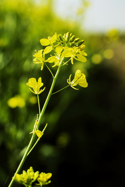 芥花