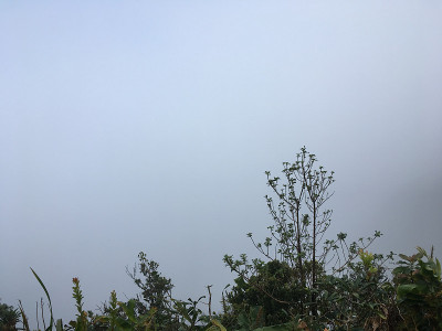 夏威夷考艾岛威美亚峡谷的阿拉凯沼泽小径。