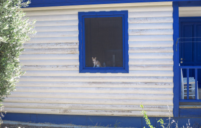 猫想出去。