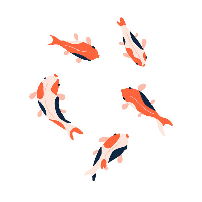 Koi fish set isolated on a white background. 前视图。矢