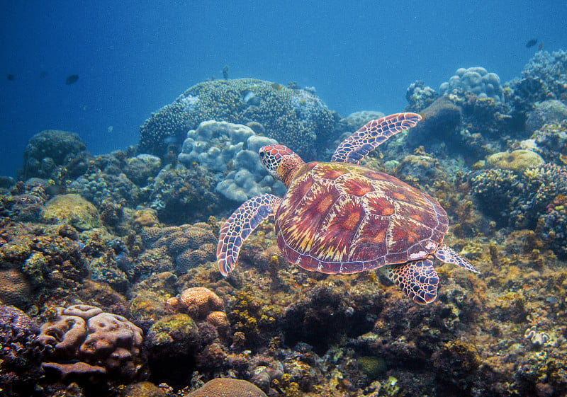 海龟在海草上游泳。热带海岛海滨自然。