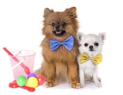 博美犬和吉娃娃犬