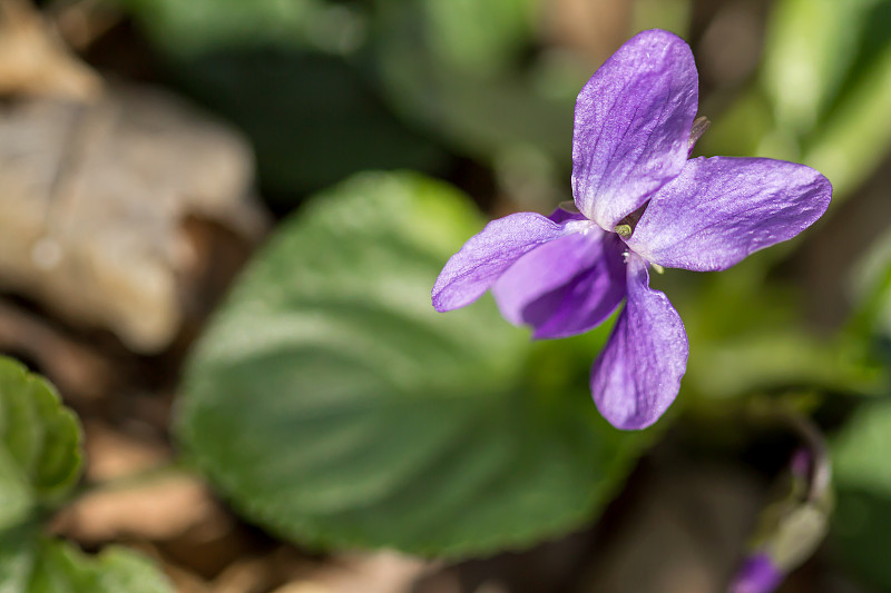 木紫罗兰(Viola odorata)或甜紫罗兰，英国紫罗兰，原产于欧洲的普通或花园紫罗兰，多年生草