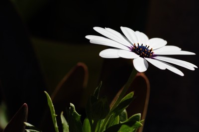 花园里的白色雏菊