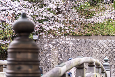 旭山公园里盛开的樱花