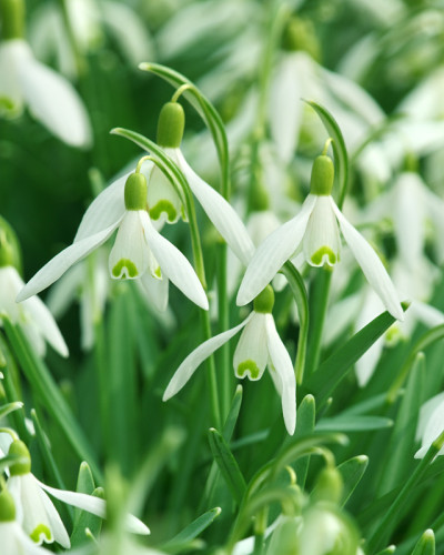 雪花莲