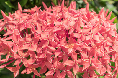 穗花