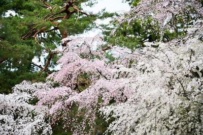 日本京都京都御苑的樱花