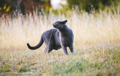 灰猫躲在户外的草丛里