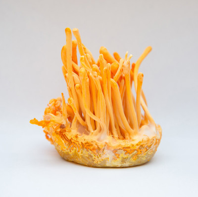 蛹虫草(Cordyceps militaris)是一种置于恒温室内的瓶中真菌，属虫草属的型种。