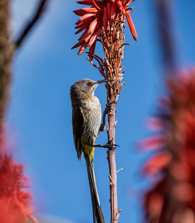 Sugarbird角