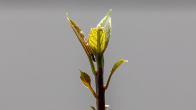 牛油果开始发芽了
