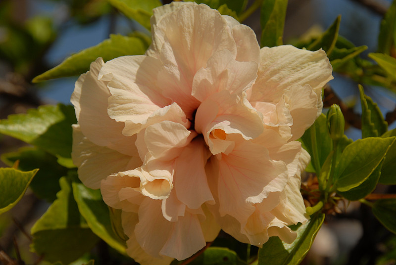 西班牙的芙蓉/希比斯库