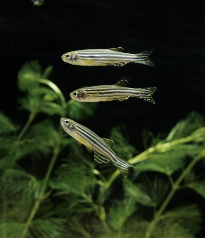 斑马鱼，brachidanio rerio