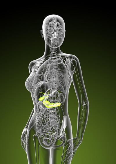 女性胆囊和胰腺的3d渲染图