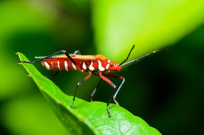 红棉虫(Dysdercus cingulatus)