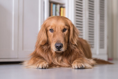金毛犬躺在地上
