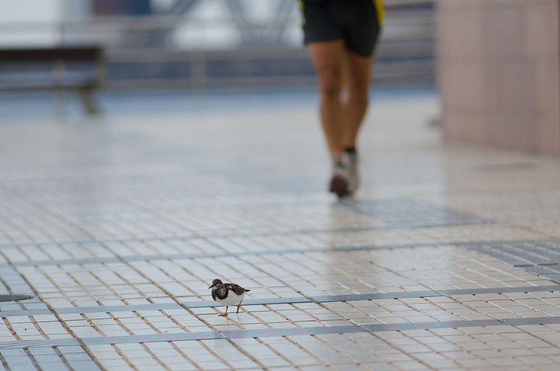 红润的turnstone (Arenaria翻译)在大街上。