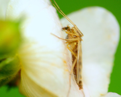 蚊子