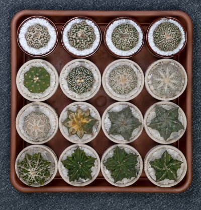 星形植物仙人掌收集在花瓶。近距离