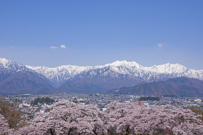 樱花与北阿尔卑斯山(长野县)