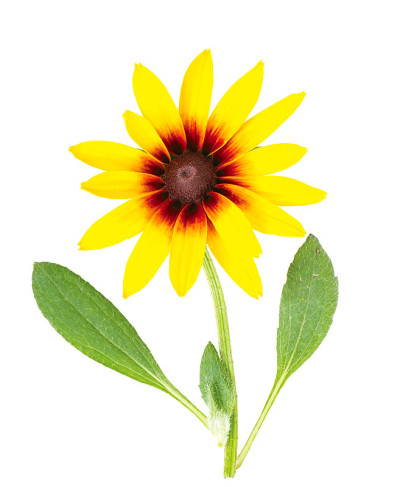 锥花