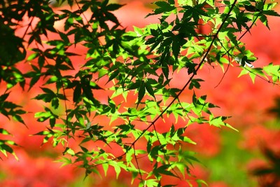 日本枫叶映衬着红地毯上的蜘蛛花