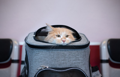 猫在兽医