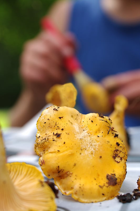 鸡油菌