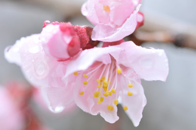 梅花