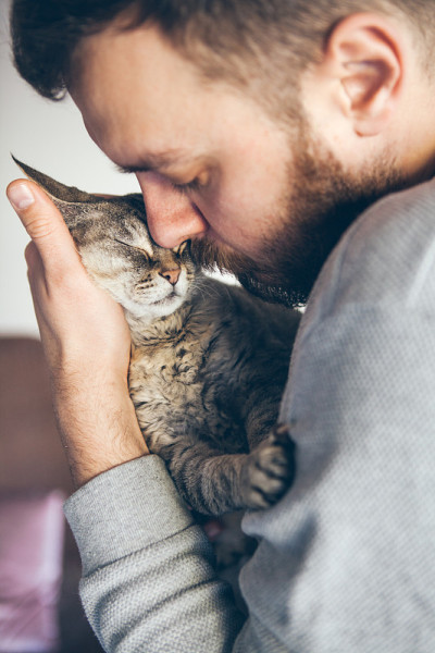 帅哥和他的猫的特写。家里的宠物。胡子男抱着一只可爱的德文雷克斯虎斑猫，轻轻抚摸着它，