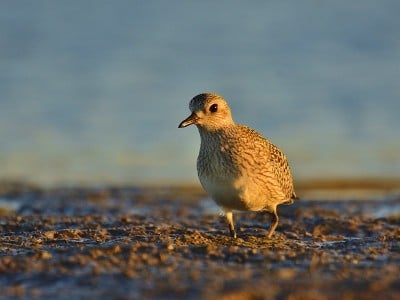 灰鸻(Pluvialis squatarola)在岸上(冬季羽毛)