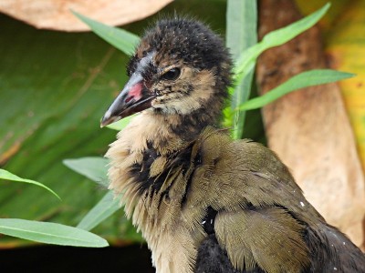 紫鸡(马提尼卡Porphyrio martinica)少年-肖像