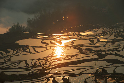 水稻梯田