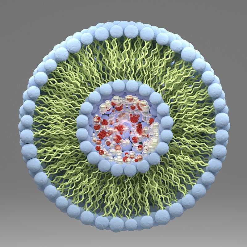 脂质体结构，磷脂，胶束，三维渲染图