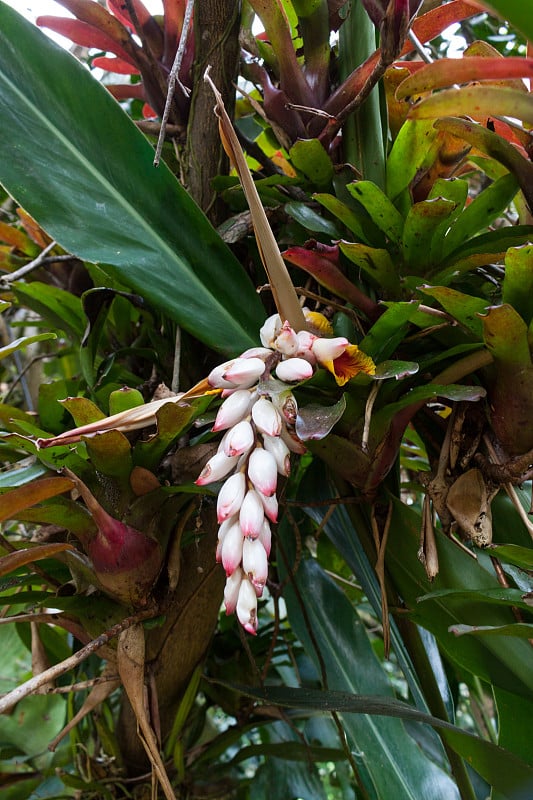 Alpinia zerumbet被称为贝壳姜花