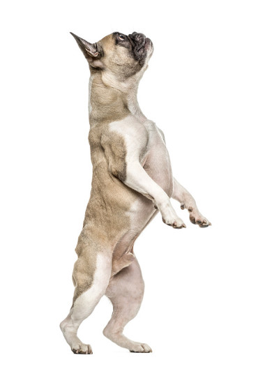 古老的法国斗牛犬，后腿直立，孤立的白色