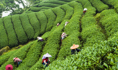 在台湾茶园采摘茶叶的妇女。