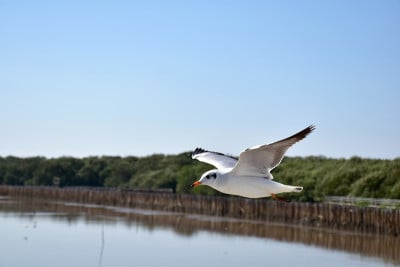 在泰国沙木普拉干Bangpu娱乐中心的海面上，海鸥在空中飞翔。