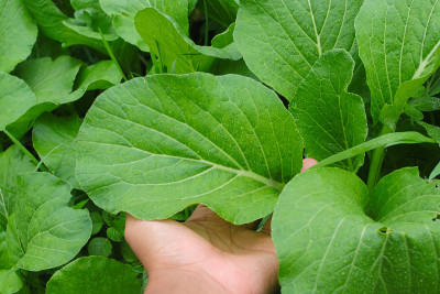 农夫手拿着一片藤蔓叶子在花园里。在农场种植的植物。白菜(又名菜心或中国菜心)是印度尼西亚流行的叶菜之