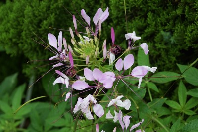 醉蝶花属