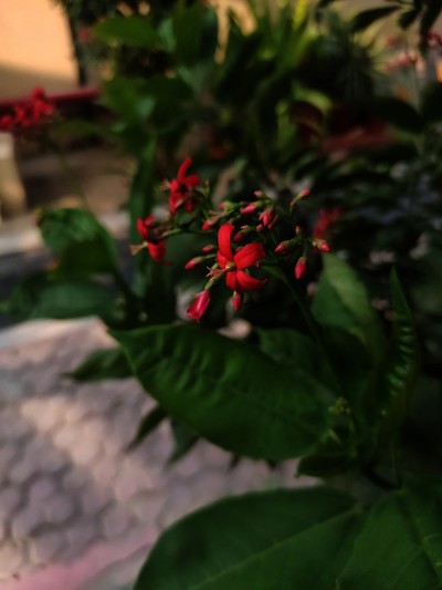 麻疯树integerrima
