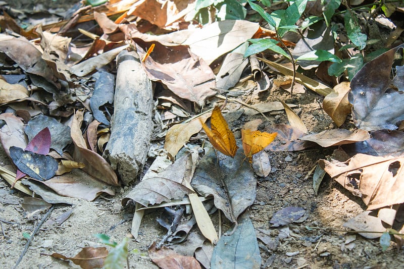 黄团蝴蝶在地上