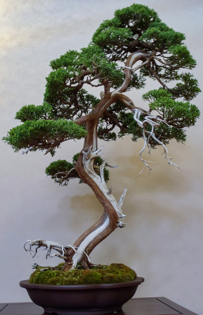 Shimpaku juniper盆景
