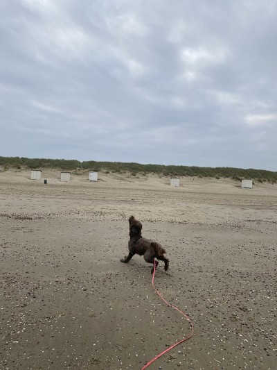 狗在海滩上玩耍