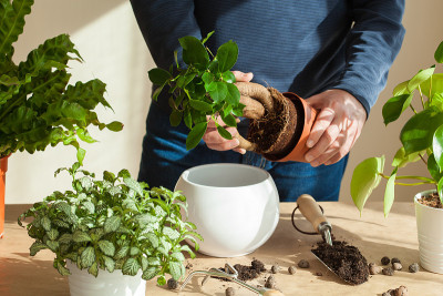 园艺，在家里种植。男子搬迁榕树室内植物