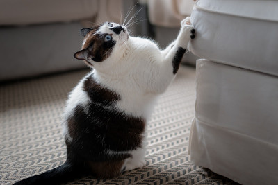 黑白相间的猫在沙发上抓指甲
