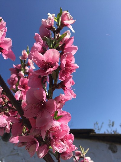 桃树上结粉红色的花