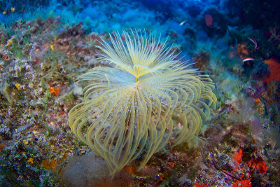 地中海fanworm